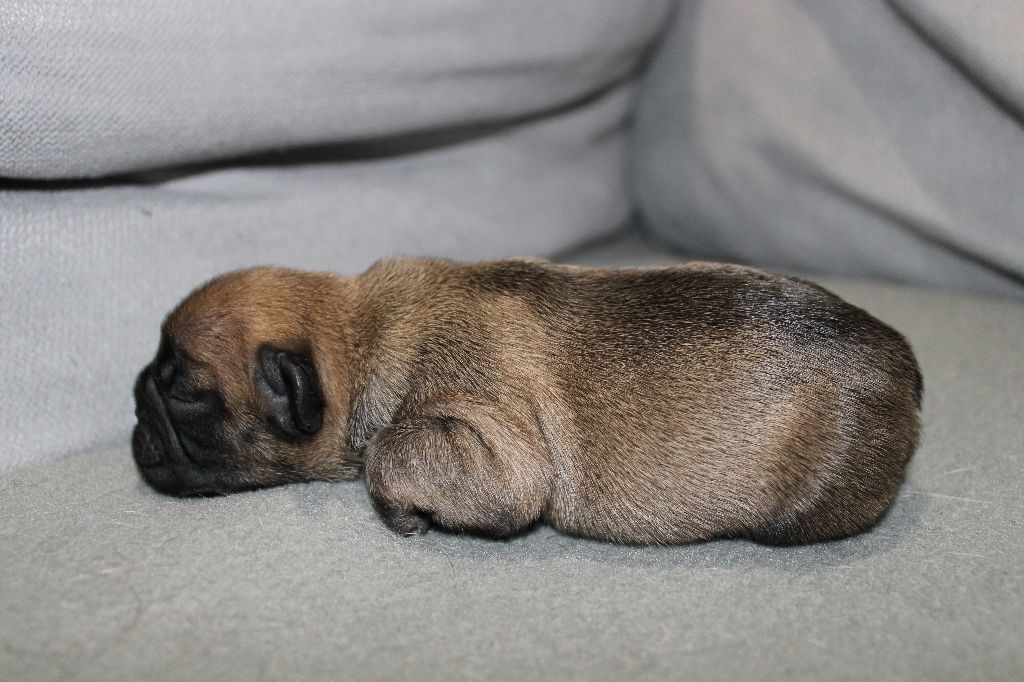 Des Traces D'Ohmaël - Chiot disponible  - Bouledogue français