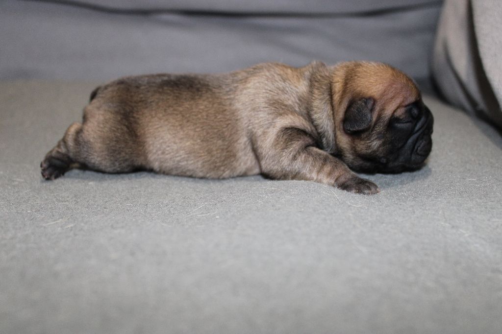 Des Traces D'Ohmaël - Chiot disponible  - Bouledogue français