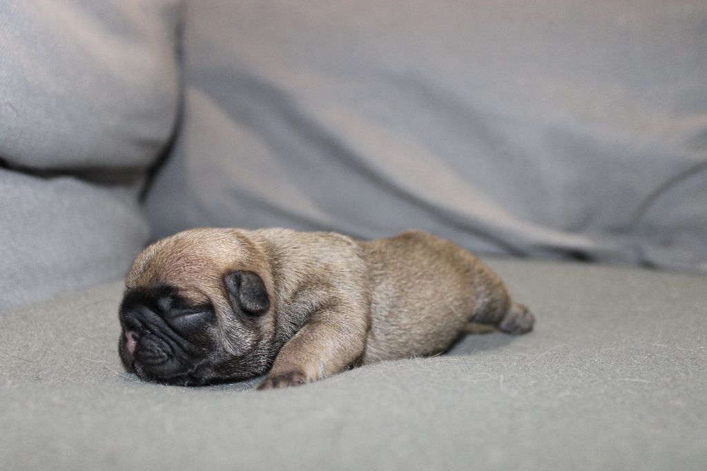 Des Traces D'Ohmaël - Chiot disponible  - Bouledogue français